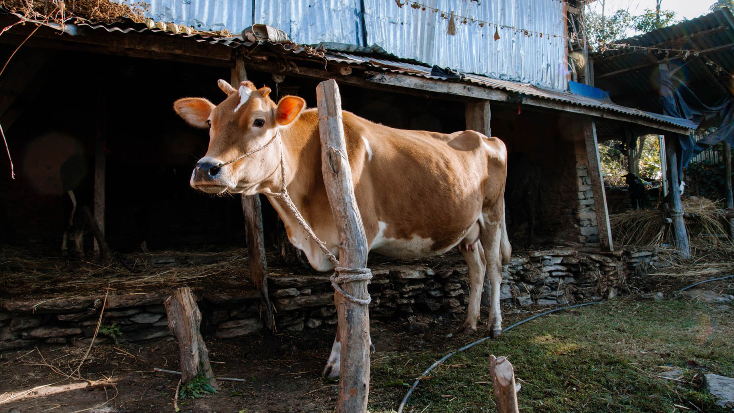 Bild: Eine Kuh welche beim Crowdfunding verschenkt wurde